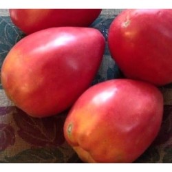Tomate corazÃ³n de buey hungaro - semillas no tratadas