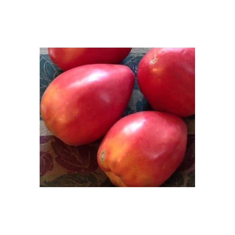 Tomate corazÃ³n de buey hungaro - semillas no tratadas