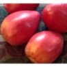 Tomate corazÃ³n de buey hungaro - semillas no tratadas