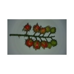 morella de balbis - semillas no tratadas