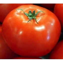 semillas de tomate San Pedro