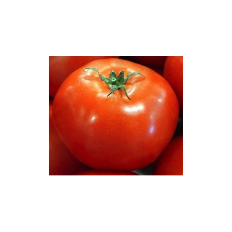 semillas de tomate San Pedro