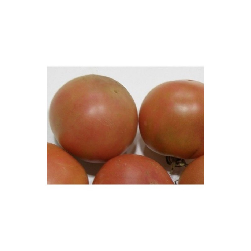 tomate de colgar son gil (semillas ecolÃ³gicas)