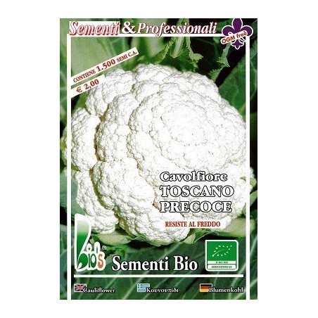 coliflor precoz de la Toscana - semillas ecolÃ³gicas