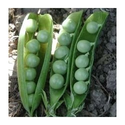 Guisante verde irlandes- semillas ecolÃ³gicas