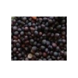 col kale para germinados (semillas ecolÃ³gicas)