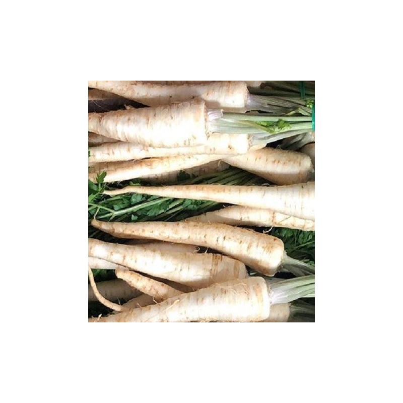 Perejil de raiz Halblange - semillas no tratadas