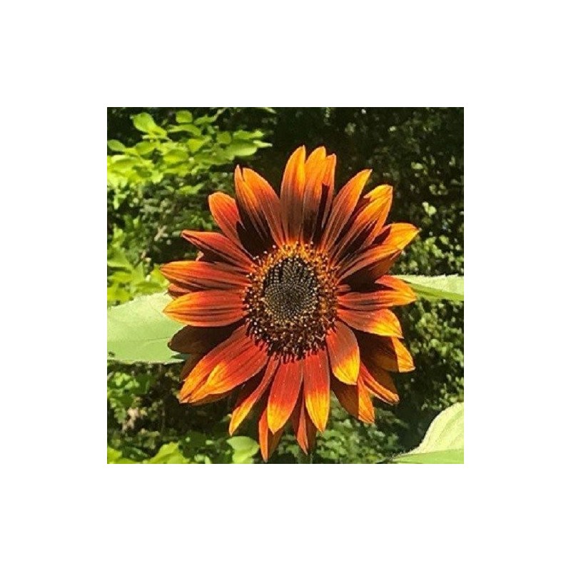 Girasol Velvet Queen-semillas no tratadas