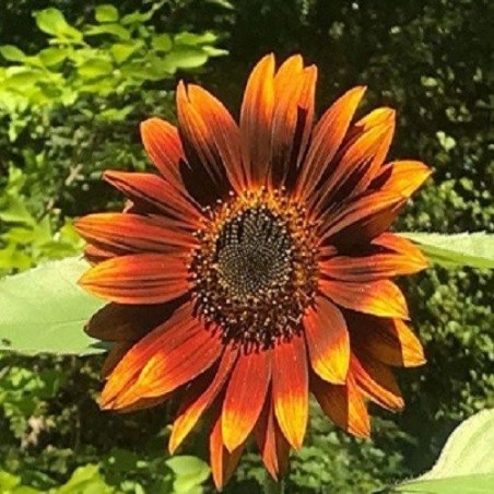 Girasol Velvet Queen-semillas no tratadas