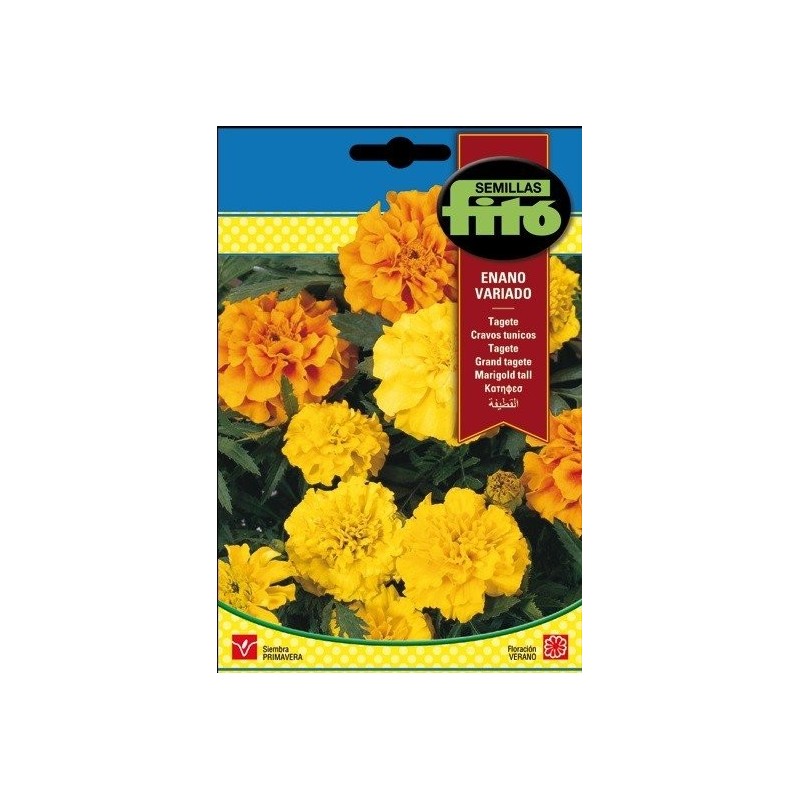 tagete enano variado