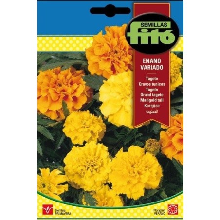 tagete enano variado