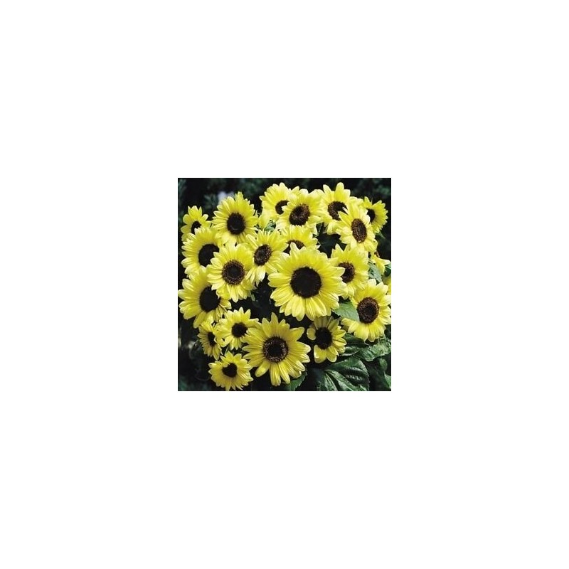 Girasol San ValentÃ­n - semillas no tratadas