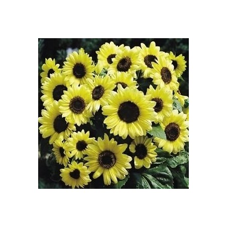 Girasol San ValentÃ­n - semillas no tratadas