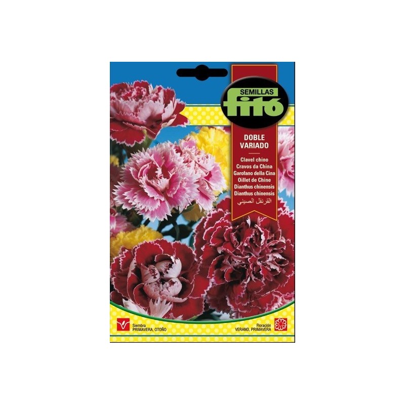 clavel chino doble variado