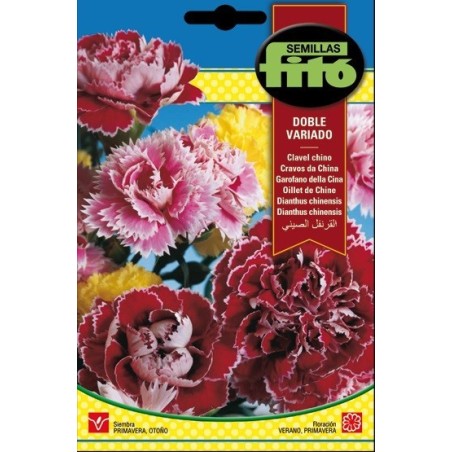 clavel chino doble variado