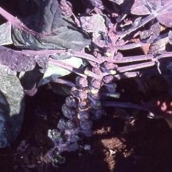 col de Bruselas morada red ball (semillas sin tratamiento)