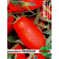 tomate hypeel 244 (program) semillas ecolÃ³gicas