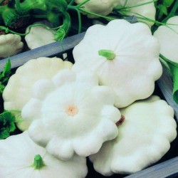 Calabaza F1 Moonbeam