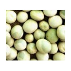 guisante para germinados (semillas ecolÃ³gicas)