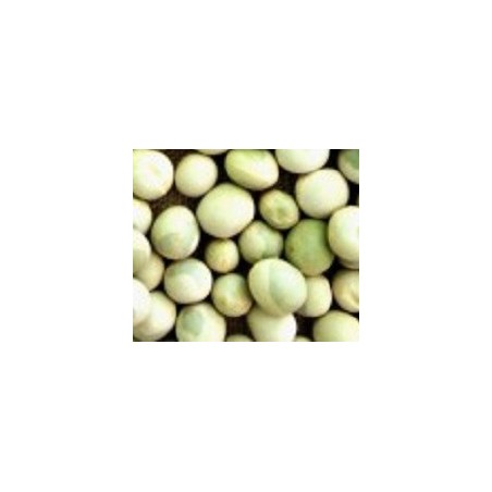guisante para germinados (semillas ecolÃ³gicas)