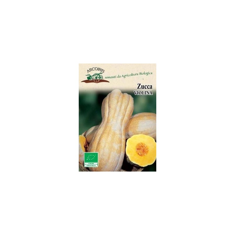 calabaza violina - semillas ecolÃ³gicas