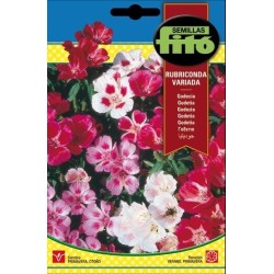 Godecia rubriconda variada