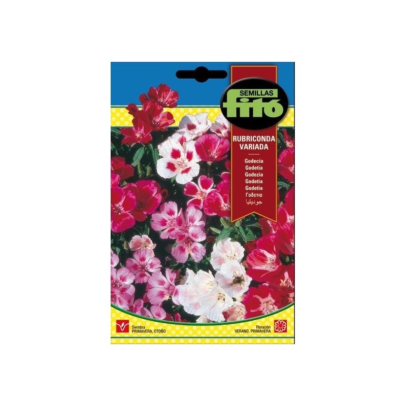 Godecia rubriconda variada