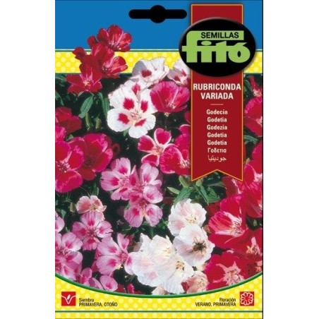 Godecia rubriconda variada