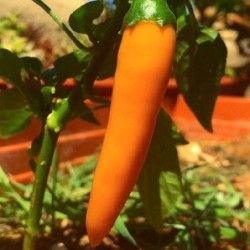 Pimiento tequila sunrise - semillas no tratadas