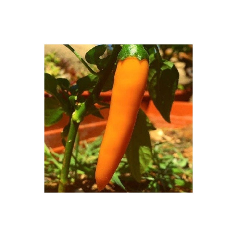 Pimiento tequila sunrise - semillas no tratadas