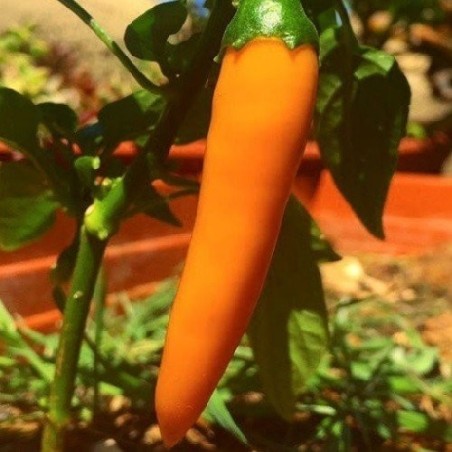 Pimiento tequila sunrise - semillas no tratadas