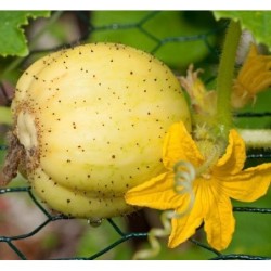 pepino limÃ³n - semillas no tratadas