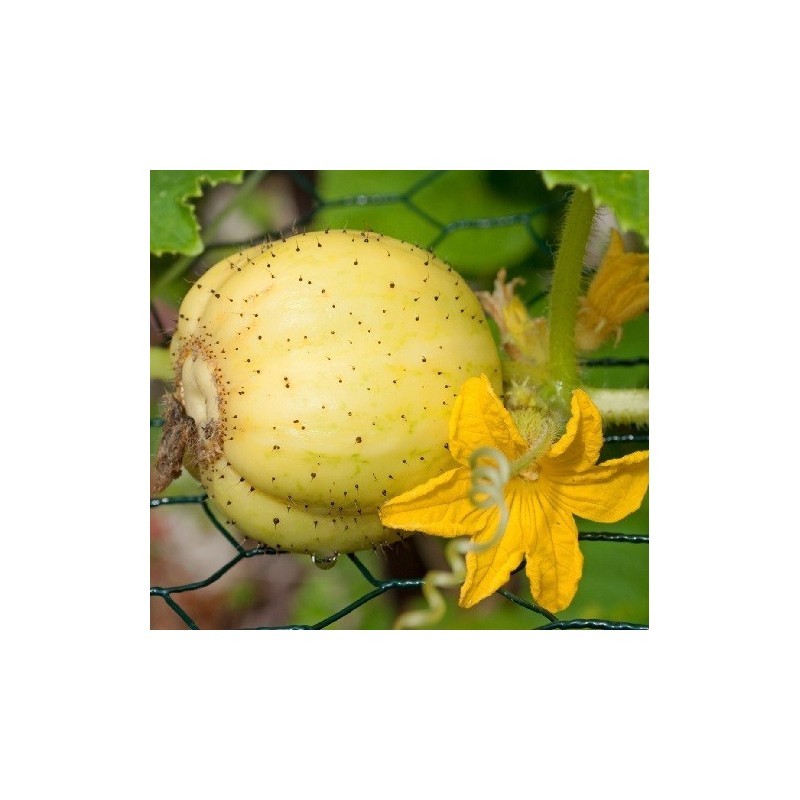 pepino limÃ³n - semillas no tratadas