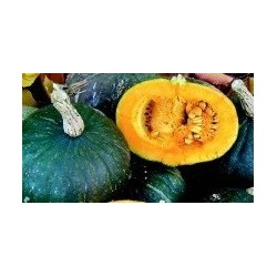 calabaza green hokkaido (semillas ecolÃ³gicas y biodinamicas)