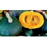 calabaza green hokkaido (semillas ecolÃ³gicas y biodinamicas)