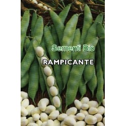 judia coco bianco de enrrame . semillas ecolÃ³gicas