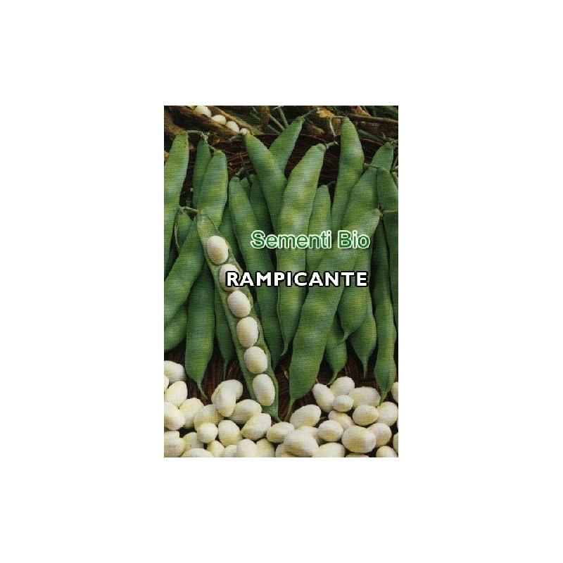 judia coco bianco de enrrame . semillas ecolÃ³gicas