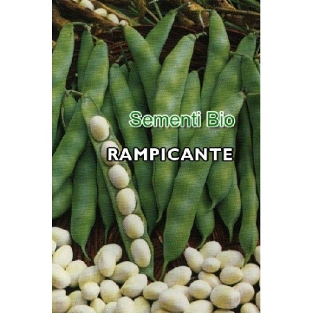 judia coco bianco de enrrame . semillas ecolÃ³gicas