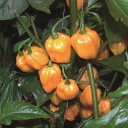 pimiento Scotch Bonnet Big Sun