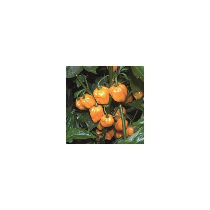 pimiento Scotch Bonnet Big Sun