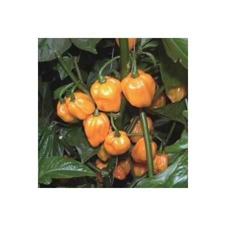 pimiento Scotch Bonnet Big Sun