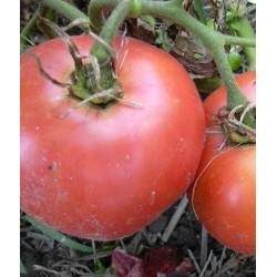 Tomate rosa de Berna - semillas no tratadas