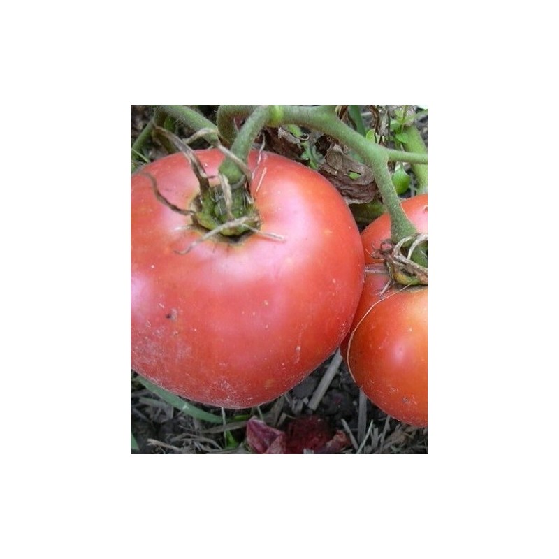 Tomate rosa de Berna - semillas no tratadas