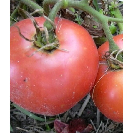 Tomate rosa de Berna - semillas no tratadas
