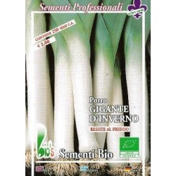 puerro gigante de invierno - semillas ecolÃ³gicas