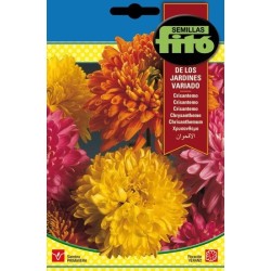 crisantemo de los jardines variado