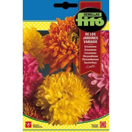 crisantemo de los jardines variado