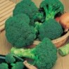 Brocoli Calabrese Waltham (Semillas no tratadas)