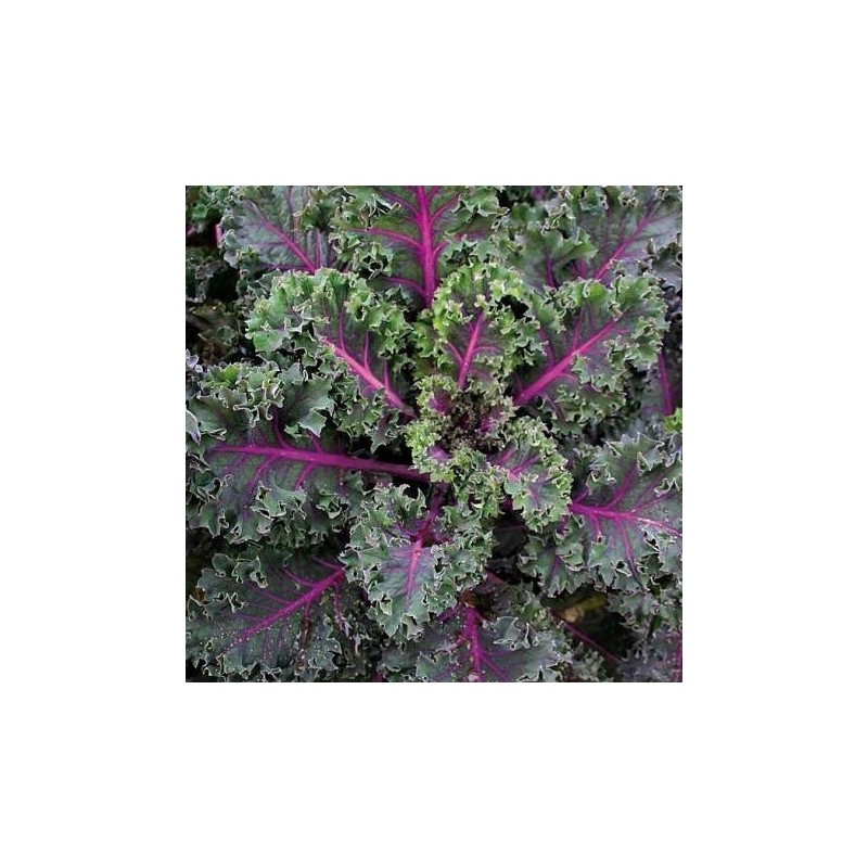 kale Midnight Sun TZB0277 - semillas certificadas no tratadas