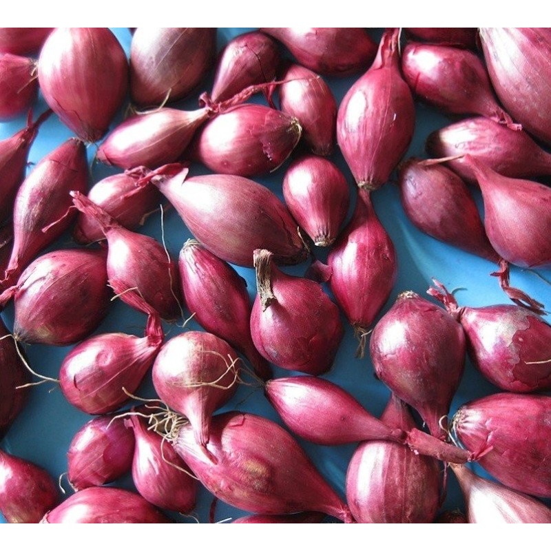 bulbos de cebolla roja larga tropeana - ecolÃ³gico